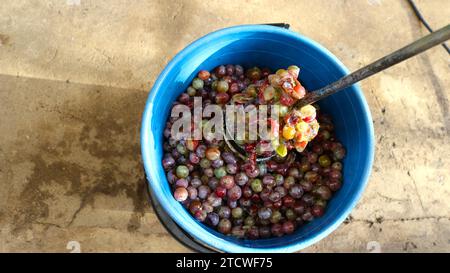 mescolare l'uva con una frusta in un secchio di plastica blu, preparare il mosto di uva da frutta matura per la produzione di vino fatto in casa, purea l'uva Foto Stock