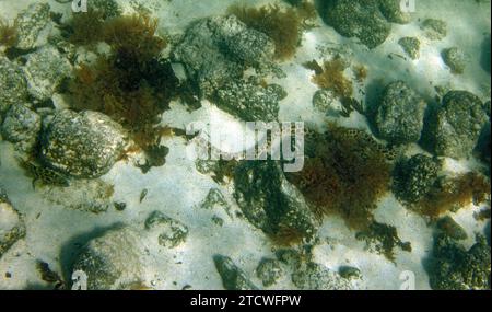 Snake Eel Ophichthus ophis, El Cotillo, Fuerteventura, Isole Canarie, Spagna. Foto Stock