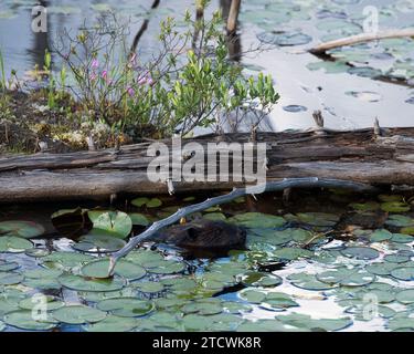 Vista ravvicinata della testa di Beaver che nuota nel laghetto da un tronco di albero morto e da gigli circondati dalla vegetazione nel suo ambiente e habitat circostante. Foto Stock