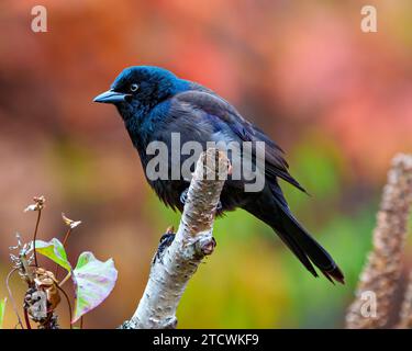 Vista ravvicinata di Common Grackle arroccata su un ramo con sfondo arancione autunnale nel suo ambiente e nell'ambiente circostante. Grackle Portrait. Foto Stock