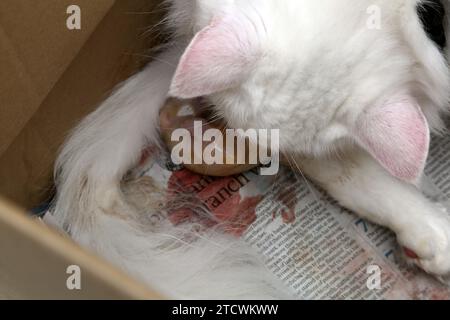 Gatto angora turco che dà alla luce il neonato ancora nel sacco da parto a membrana sottile Foto Stock