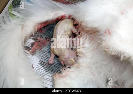 Gatto angora turco che partorisce Foto Stock