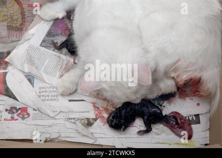 Gatto angora turco che partorisce Foto Stock