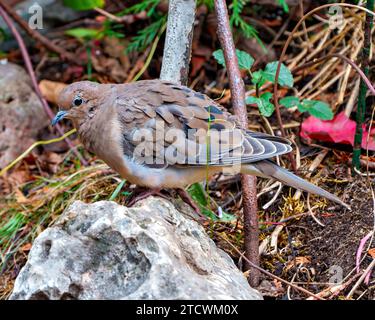 Vista ravvicinata del luogo dove lutto su una roccia con sfondo fogliame nel suo ambiente e habitat circostante. Dove Picture. Foto Stock