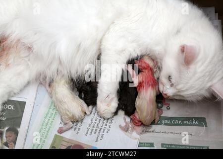 Turco Angora Cat abbracciando i suoi gattini neonati Foto Stock