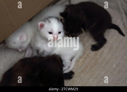 17 giorni Old Turkish Angora Kitten in scatola di cartone con gli occhi aperti Foto Stock