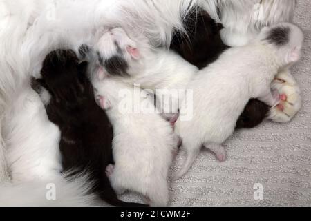 Primo piano della cucciolata di 6 giorni di Angora Cross Gattini turchi che nutrono la madre Foto Stock