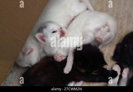 Primo piano di 17 giorni Old Turkish Angora Cross Kittens dormendo insieme Foto Stock