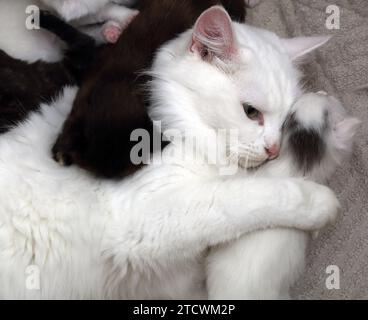 Bianco turco Angora Cat abbracciando il suo 18 Day Old Kitten Surrey Inghilterra Foto Stock