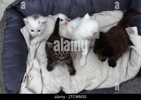 Una cucciolata di un mese di gattini turchi di Angora Cross in Cat Bed Surrey, Inghilterra Foto Stock