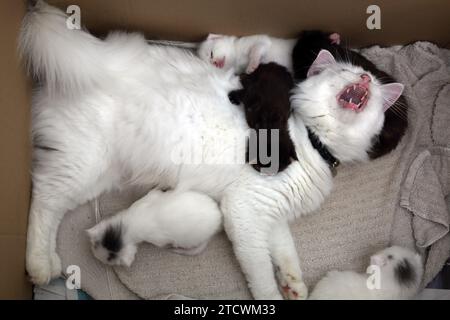 Gatto angora turco con gattini di 18 giorni, Surrey, Inghilterra Foto Stock