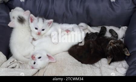 Una cucciolata di un mese di gattini turchi di Angora Cross in Cat Bed Surrey, Inghilterra Foto Stock