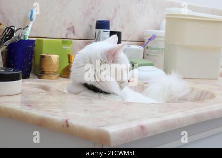 Gatto angora turco bianco giacente nel bacino del bagno e riposata lontano dai suoi gattini Surrey Inghilterra Foto Stock