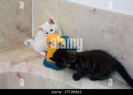 7 settimane Old Turkish Angora Cross Kittens One Tabby and One White with Grey Marking on Head che gioca con Elephant Toy Surrey England Foto Stock