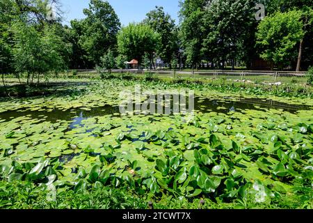 Paesaggio vivido nel parco Nicolae Romaescu da Craiova nella contea di Dolj, Romania, con lago, lillie d'acqua e grandi tres verdi in una splendida sprina soleggiata Foto Stock