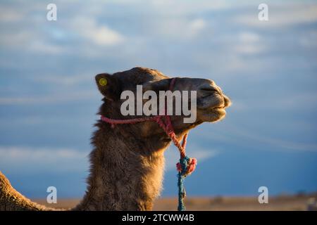 Giro in cammello nel deserto di Marrakech Foto Stock