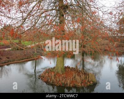 Colore invernale e struttura nel giardino: Un esemplare di cipresso, taxodium distichum su una piccola isola nel lago a RHS Hyde Hall. Foto Stock