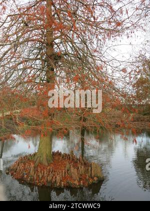 Una scena invernale con il fogliame rosso e le ginocchia nobili della conifera, il cipresso palude taxodium distichum, che cresce su un letto di un'isola in un lago. Foto Stock