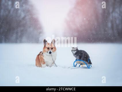 Divertente biglietto di Natale con un cane corgi che tira una slitta con un gatto in un parco invernale innevato di Capodanno Foto Stock