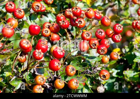 Hawthorn, Whitethorn o May Tree (crataegus monogyna), primo piano che mostra un gruppo di bacche rosse o mucche sull'arbusto in tarda estate. Foto Stock