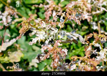 Primo piano delle foglie di una giovane quercia (quercus robur, quercus patraea) attaccata da muffa polverosa (erysiphe alphitoides, microsphaera alphitoides) Foto Stock