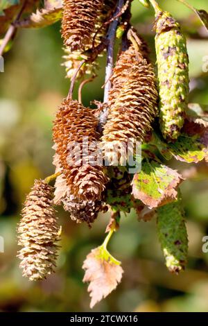 Betulla d'argento (betula pendula), primo piano che mostra i frutti maturi o i gattini che si aprono per rilasciare i loro semi al sole di fine estate. Foto Stock