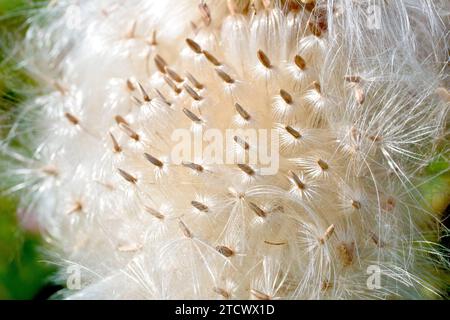 Spear Thistle (cirsium vulgare), primo piano che mostra un gruppo di semi piuma della pianta caduti dalla testa di fiori ma ancora dispersi nel vento. Foto Stock