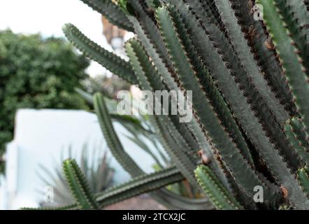 Bellissimi cactus che crescono nel giardino. Foto Stock