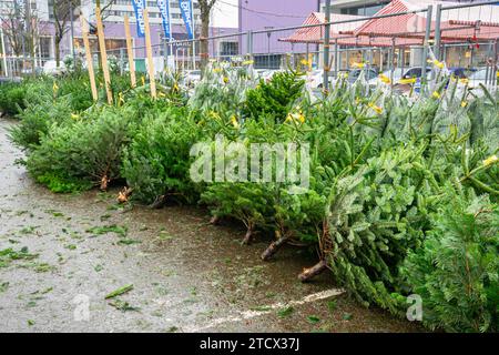 Tagliate gli abeti Nordmann in una piazza per la vendita di alberi di Natale a Gouda, Paesi Bassi Foto Stock