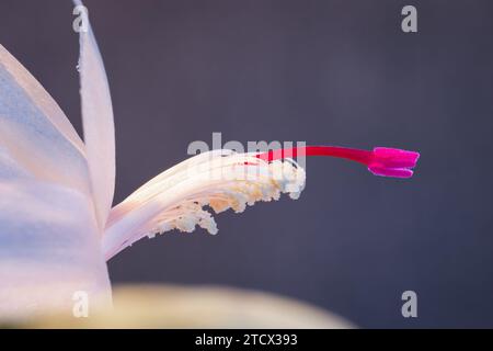 Foto macro di un fiore bianco con lo stemma da rosa a viola di un Cactus natalizio. Foto Stock