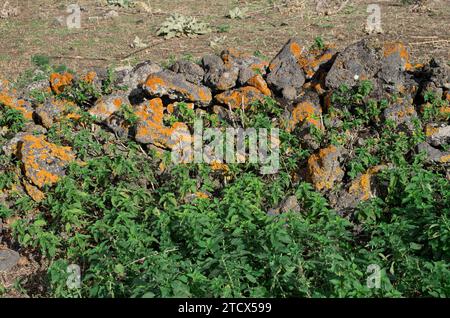 Foglie verdi di ortica pungente e licheni rossi su rovine di un muro di pietra a secco di un ovile nel Parco dell'Etna, Sicilia, Italia Foto Stock