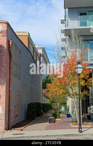 Colore autunnale nel giardino dei vicoli, vicino alla strada superiore del re, nel centro storico di Charleston, South Carolina Foto Stock