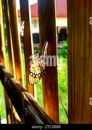 Farfalla monarca (danaus plexippus) che emerge dalla crisalide su una recinzione di legno di bambù Foto Stock