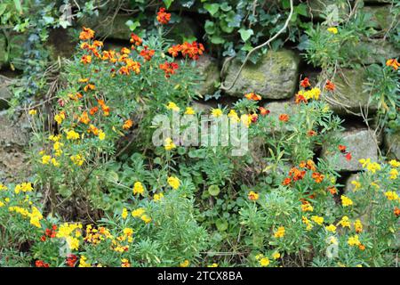 Fiori di muratura gialli, arancioni e rossi che crescono contro un muro di pietra secca Foto Stock