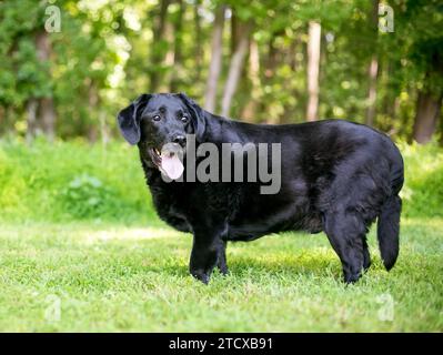 Un cane di razza mista Labrador Retriever in sovrappeso che si trova all'aperto Foto Stock