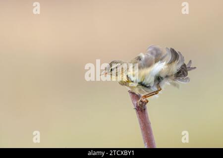 Parrucca di salice bagnato (Phylloscopus trochilus) su un ramo, che soffia le sue piume. Piccolo, songbird. Sfondo sfocato. Foto Stock