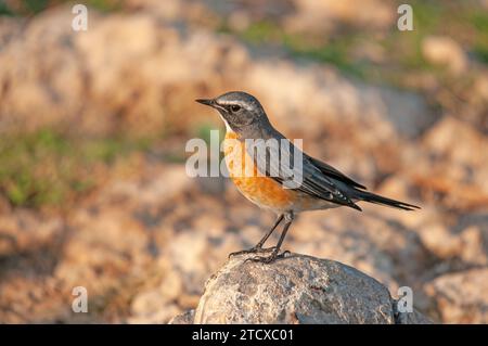 Robin dalla gola bianca (Irania gutturalis) su una roccia. Piccolo, colorato, carino, songbird. Sfondo naturale sfocato. Foto Stock