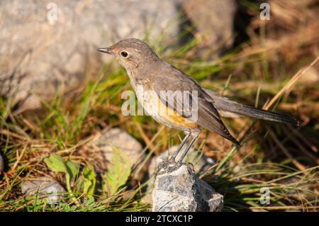 Robin dalla gola bianca (Irania gutturalis) su una roccia. Piccolo, colorato, carino, songbird. Sfondo naturale sfocato. Foto Stock