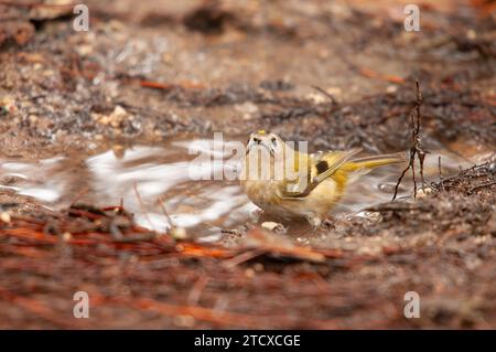 Goldcrest (Regulus regulus) che fa il bagno in una pozzanghera. Foto Stock