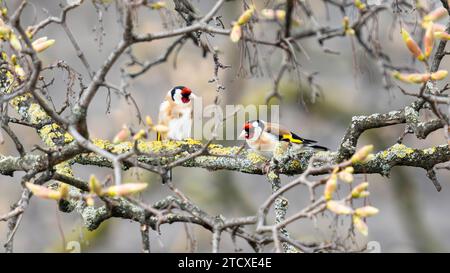Due Goldfinch che riposano su un ramo Foto Stock