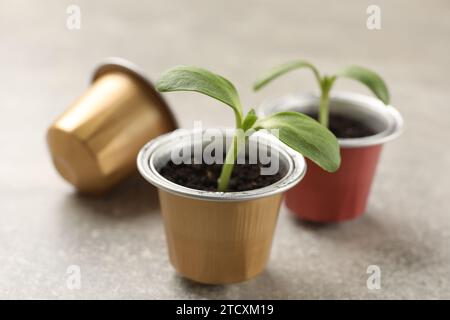 Capsule di caffè con piantine su tavolo grigio chiaro, primo piano Foto Stock