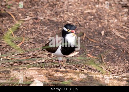 il lapwing a fascia ha un cappuccio nero e un'ampia striscia a occhio bianco, con un anello a occhio giallo e un becco e un piccolo baglietto rosso sopra il becco. Le gambe sono rosa Foto Stock