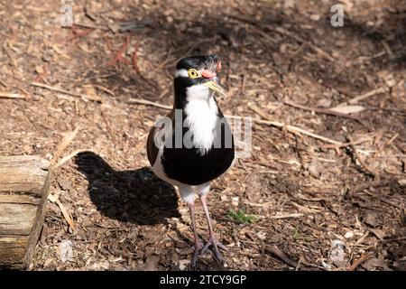 il lapwing ha un cappuccio nero e un'ampia striscia a occhio bianco, con un anello a occhio giallo e un becco e un piccolo baglietto rosso sopra il becco. Le gambe sono rosa-gre Foto Stock