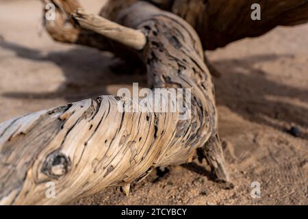 Immagine ravvicinata della struttura in legno invecchiato sul terreno all'interno del deserto del Joshua Tree National Park, vicino a Twentynine Palms, California Foto Stock