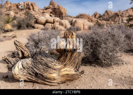 Immagine ravvicinata della struttura in legno invecchiato sul terreno all'interno del deserto del Joshua Tree National Park, vicino a Twentynine Palms, California Foto Stock
