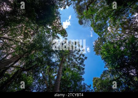 Guardando i pini Bunya nel Bunya Mountains National Park, Queensland, Australia Foto Stock