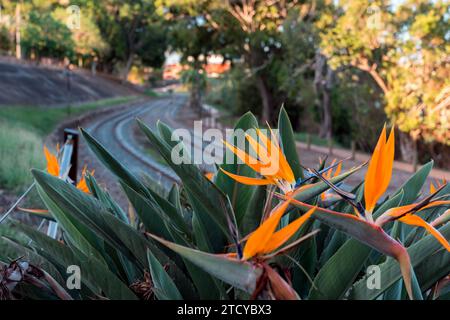 Fiore uccello del paradiso con binari ferroviari sfocati sullo sfondo, Maryborough, Queensland, Australia Foto Stock