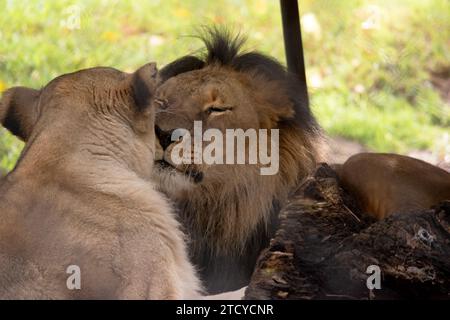 Essendo più piccoli e leggeri dei maschi, le leonesse sono più agili e veloci. Durante la caccia, le femmine più piccole inseguono la preda verso il centro della monaca Foto Stock