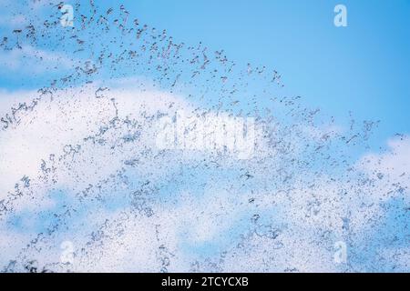 Spruzzi d'acqua sullo sfondo blu del cielo. Fontana, un getto d'acqua contro il cielo blu. Foto Stock