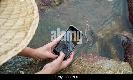 Mani che scattano foto di granchi dal vivo su uno smartphone. Piccolo granchio divertente dagli occhi grandi, mammiferi marini sull'isola di Samet in Thailandia, crostacei decapodorati. Foto Stock